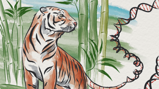 TIGER visualization